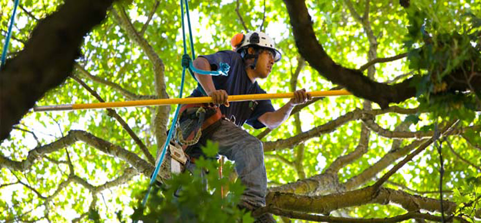 Tree Removal Adelaide Services