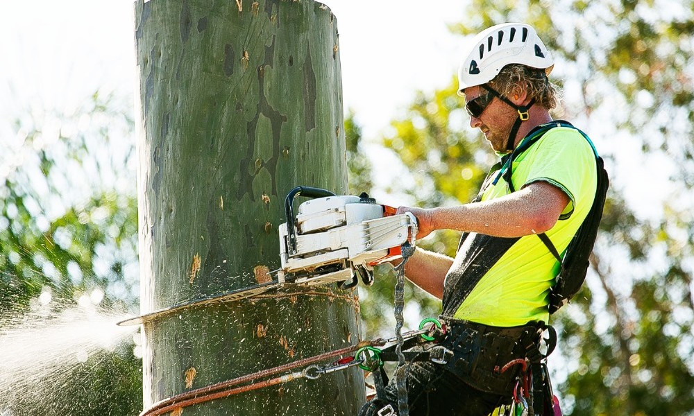 tree removal Melbourne 