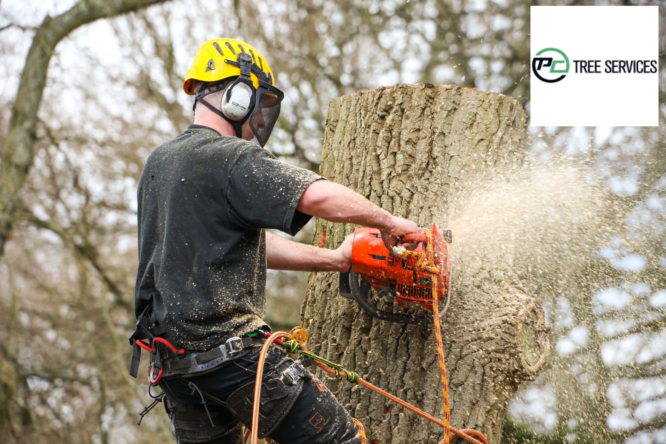 3 Necessities For Selecting The Right Tree Service Company